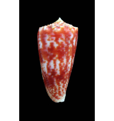 marielae 37,5mm RARE