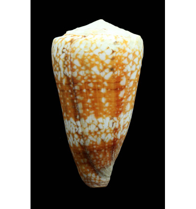 vida cuyoensis 85,0mm MONSTER