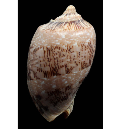 hughmorrisoni 120,0mm RARE