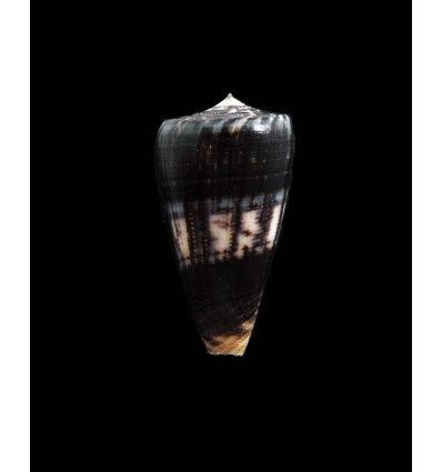 niasensis 40,0mm DARK