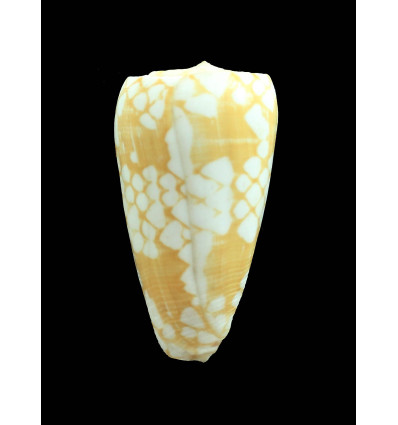 cordigera 55,7mm BIG