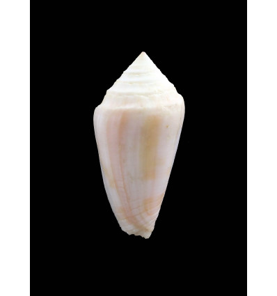 mindanus bermudensis 43,6mm BIG