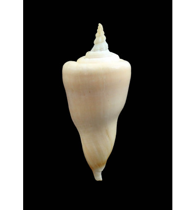 serotinus 70,5mm BIG