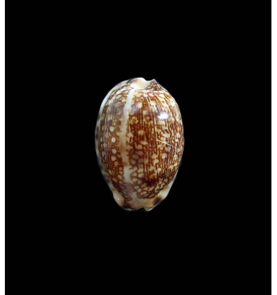 arabica 34,0mm DWARF