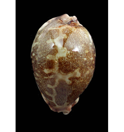 rosea ultraviola 72,0mm