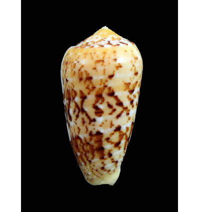 floccatus magdalenae 55,4mm