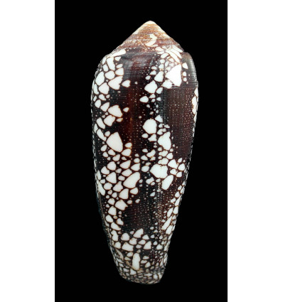 magnificus 95,0mm GIANT