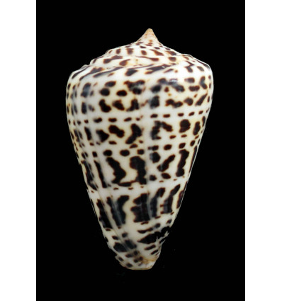 spurius baileyi 71,6mm