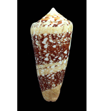 ammiralis 83,3mm BIG