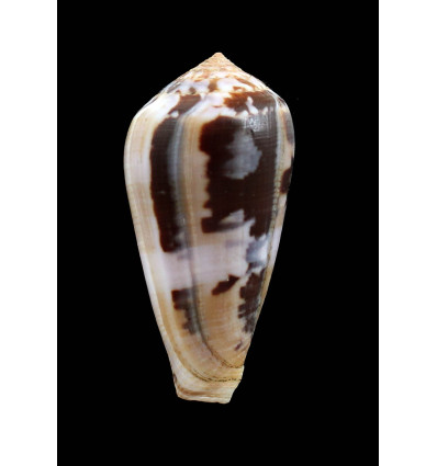 fulmen 54,0mm SUPERB