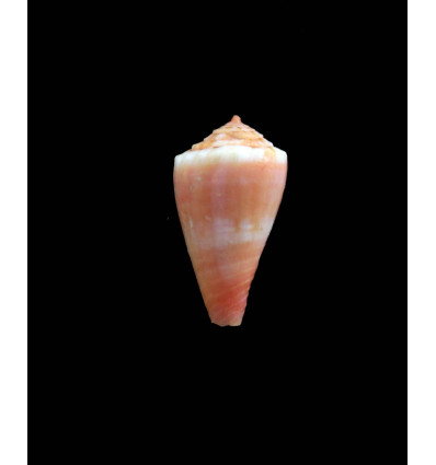 rosalindensis 17,0mm