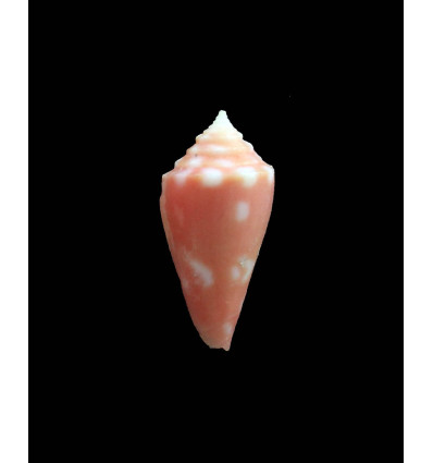 flamingo 19,0mm UNCOMMON