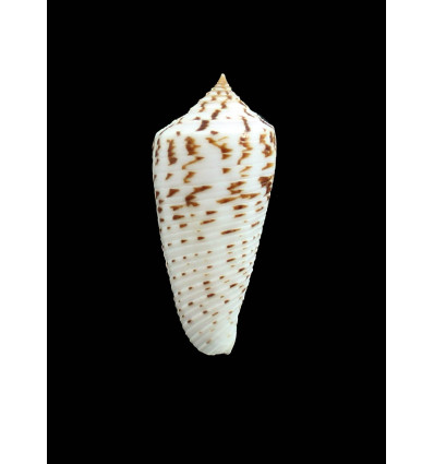 segondensis 38,0mm UNCOMMON