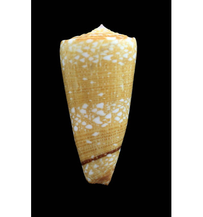 nobilis abbai 49,0mm