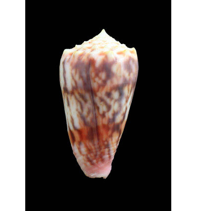 moluccensis 44,8mm SABAH FORM