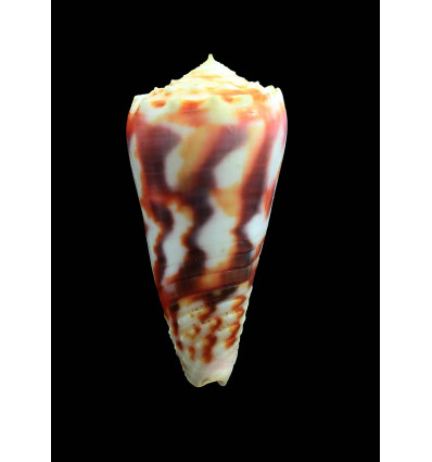 moluccensis merleti 50,0mm