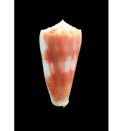 moluccensis 47,7mm JAPAN