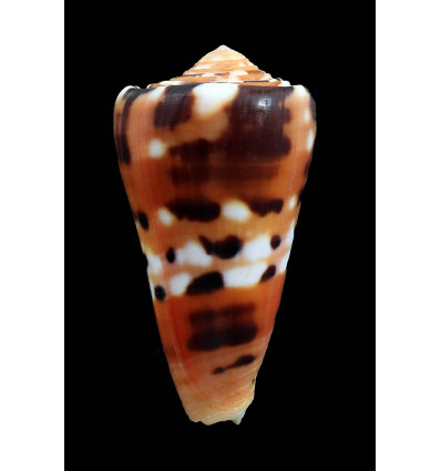 barthelemy 62,0mm SUPERB