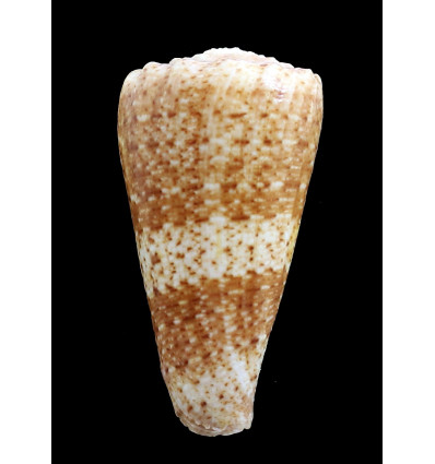 queketti 35,3mm SUPERB