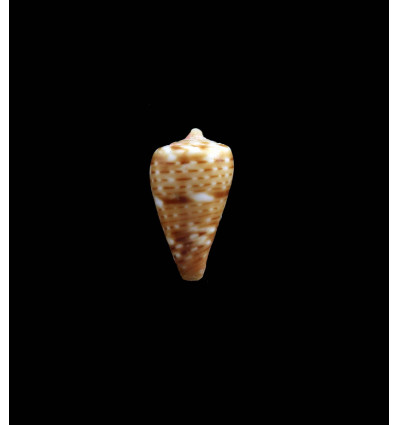 velliesi 17,0mm RARE