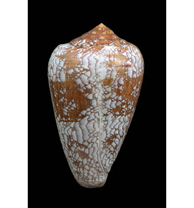 pennaceus tsara 64,0mm