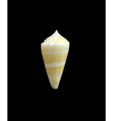 penchaszadehi 27,0mm