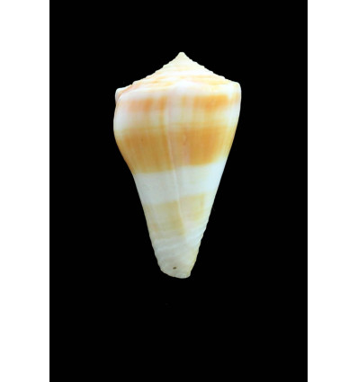 bondarevi 36,0mm RARE