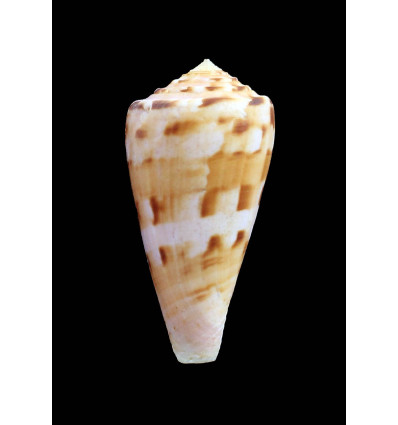 bruunii 42,0mm KERMADECS