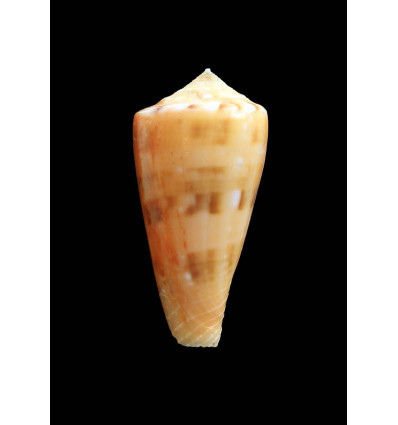 bruunii 45,0mm ORANGE!!!