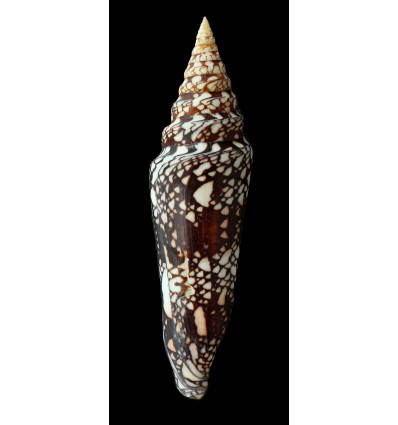 milneedwardsi clytospira 166,0mm