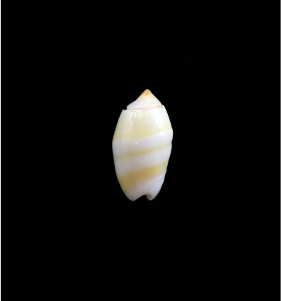 kwajalaeinensis 13,0mm