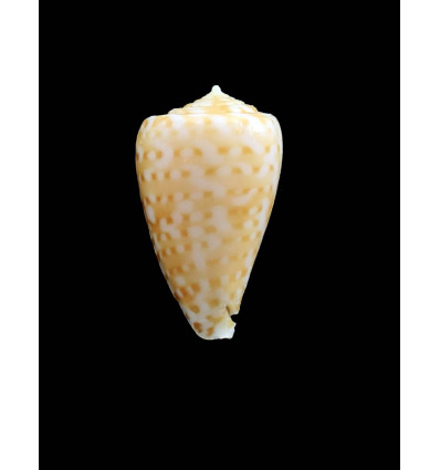 gabelishi 24,0mm RARE