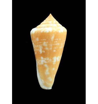 petestimpsoni 51,5mm