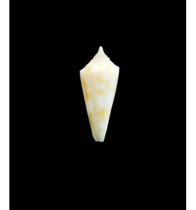 traversinus 25,0mm RARE