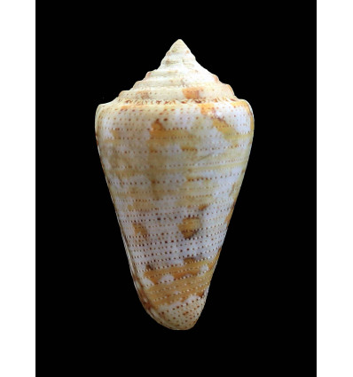 mappa trinitarius 49,0mm