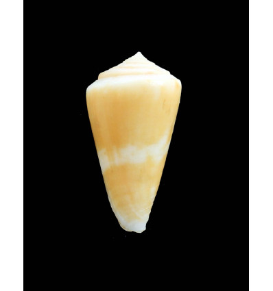 marileeae 39,0mm RARE