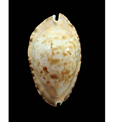 marginata consueta 63,0mm