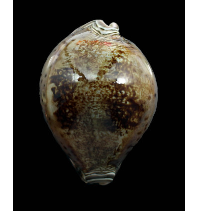 valentia 87,0mm DARK