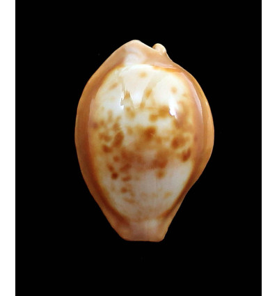 surinamensis 37,0mm