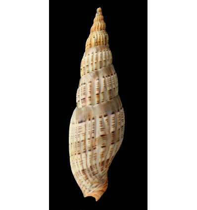 lyriaeformis 147,4mm WRS