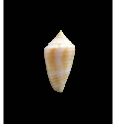 prugnaudorum 23,0mm RARE