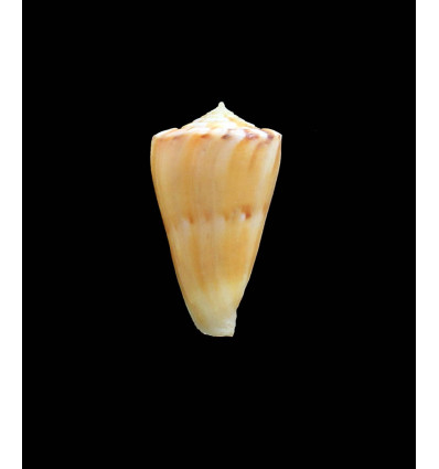 massemini 29,0mm RARE