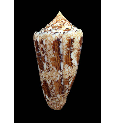 scottjordani 84,8mm MONSTER