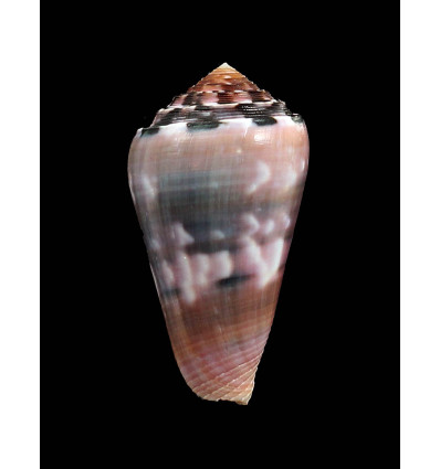 gauguini 55,0mm SUPERB