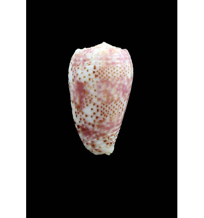 adamsonii 33,3mm RURUTU