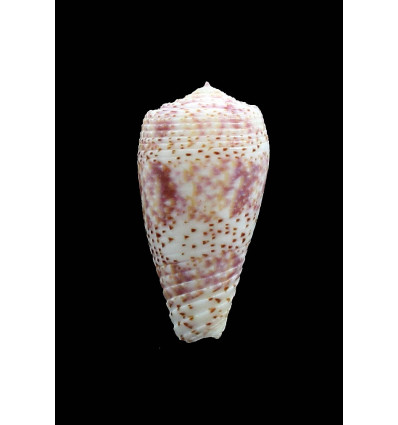 adamsonii 40,0mm COOK island