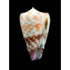 tessulatus 27,1mm