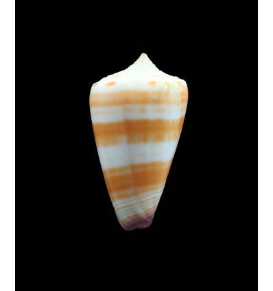 tessulatus 37,1mm SP