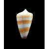 tessulatus 37,1mm SP
