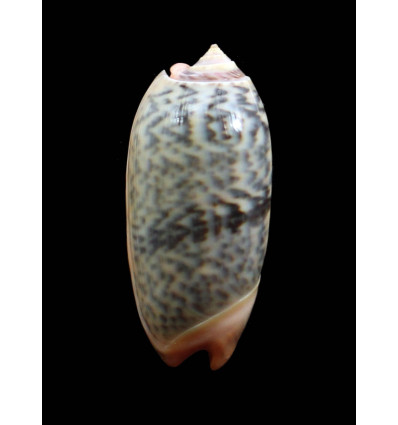 rubrolabiata 44,5mm Futuna